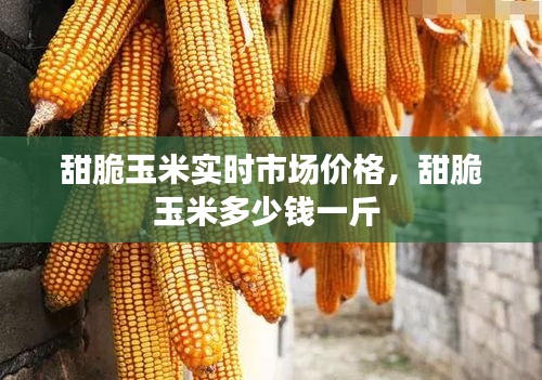甜脆玉米实时市场价格，甜脆玉米多少钱一斤 