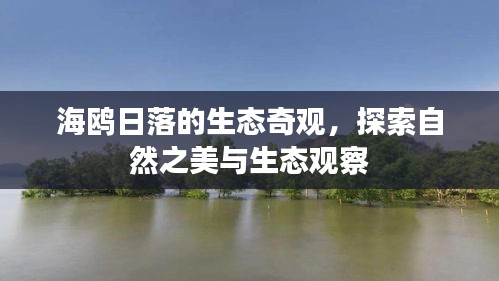 海鸥日落的生态奇观，探索自然之美与生态观察