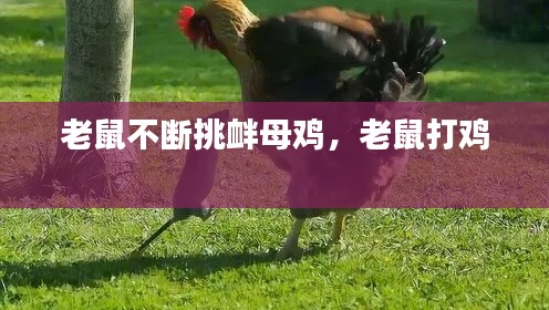 打张鸡儿 第2页
