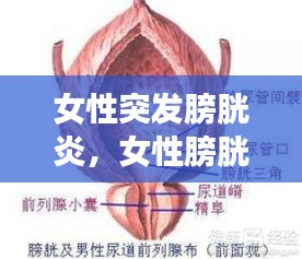 女性突发膀胱炎，女性膀胱炎会引起什么并发症 
