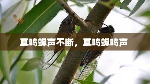 耳鸣蝉声不断，耳鸣蝉鸣声 