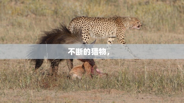 不断的猎物， 
