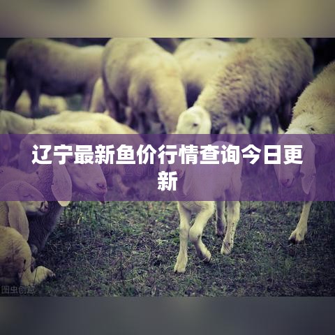 辽宁最新鱼价行情查询今日更新
