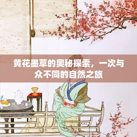 黄花墨草的奥秘探索，一次与众不同的自然之旅