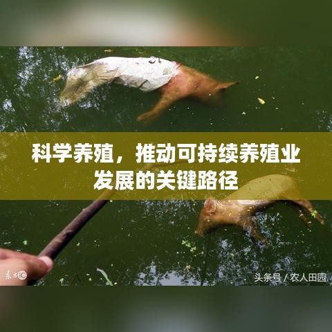 科学养殖，推动可持续养殖业发展的关键路径