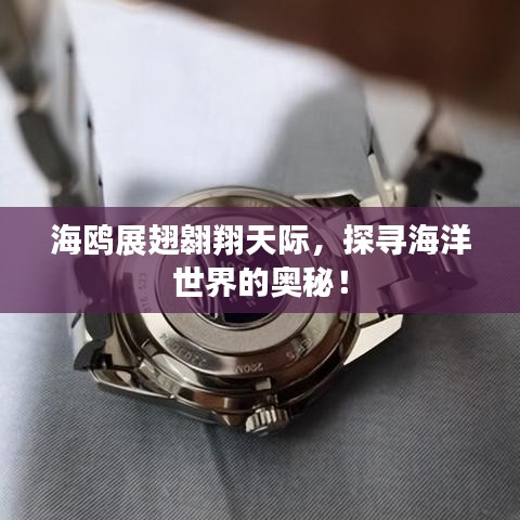 海鸥展翅翱翔天际，探寻海洋世界的奥秘！