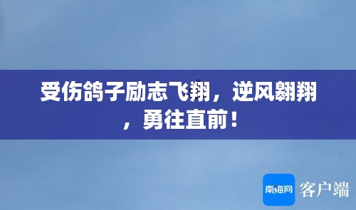 受伤鸽子励志飞翔，逆风翱翔，勇往直前！