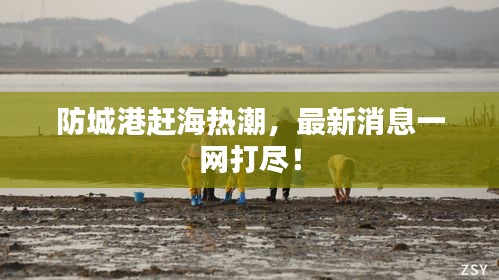 防城港赶海热潮，最新消息一网打尽！