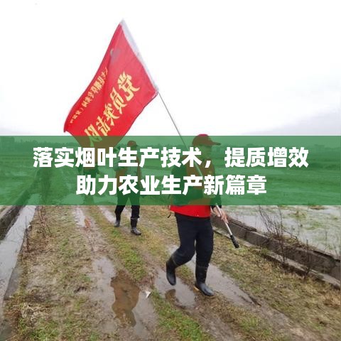 落实烟叶生产技术，提质增效助力农业生产新篇章