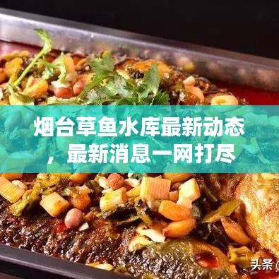 烟台草鱼水库最新动态，最新消息一网打尽