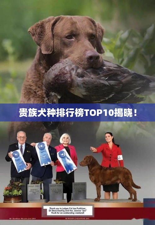 贵族犬种排行榜TOP10揭晓！