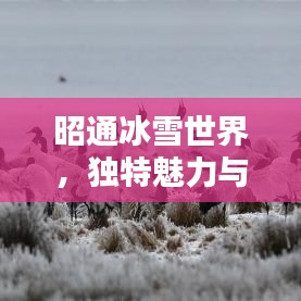 昭通冰雪世界，独特魅力与排名揭晓
