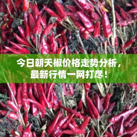 今日朝天椒价格走势分析，最新行情一网打尽！