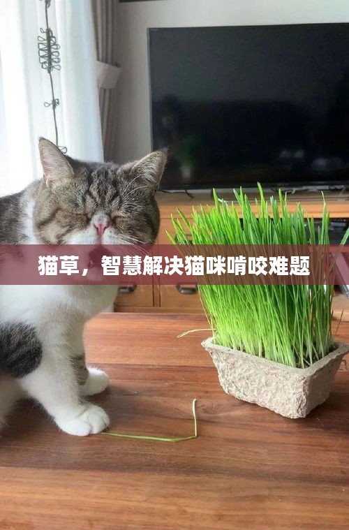 猫草，智慧解决猫咪啃咬难题