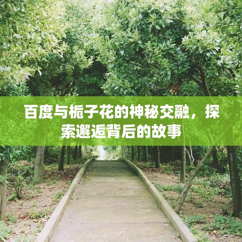 百度与栀子花的神秘交融，探索邂逅背后的故事