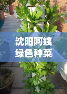 沈阳阿姨绿色种菜实录，最新鲜生活分享，种菜乐趣尽在眼前！