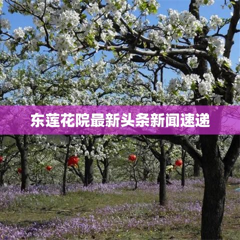 东莲花院最新头条新闻速递