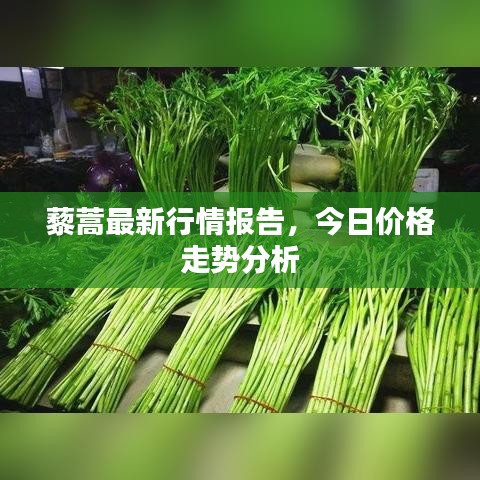 藜蒿最新行情报告，今日价格走势分析