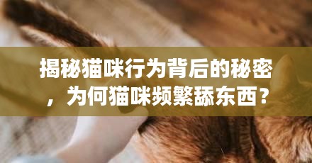 揭秘猫咪行为背后的秘密，为何猫咪频繁舔东西？