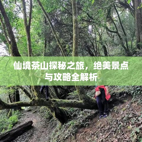 仙境茶山探秘之旅，绝美景点与攻略全解析